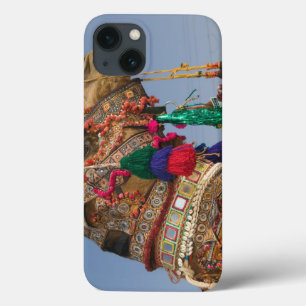 INDIA, Rajasthan, Pushkar: CAMELO DE PUSHKAR