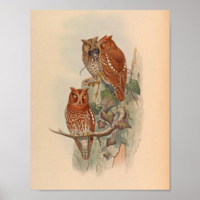 Indian Scop Owl Brown Vintage Bird Art Impressão (Frente)