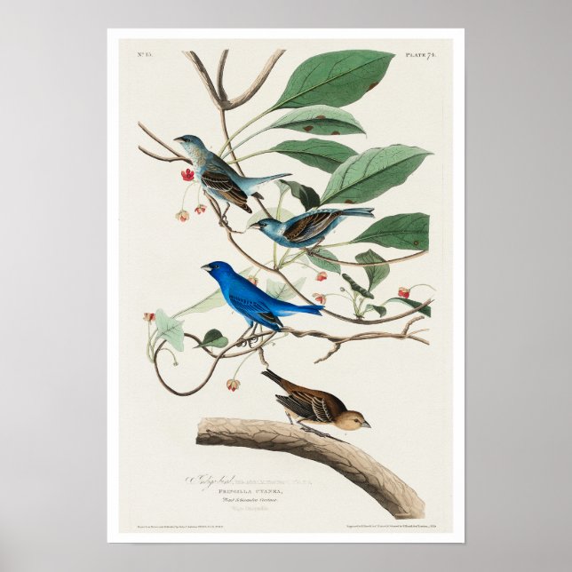 Indigo Bird por Poster de Audubon (Frente)