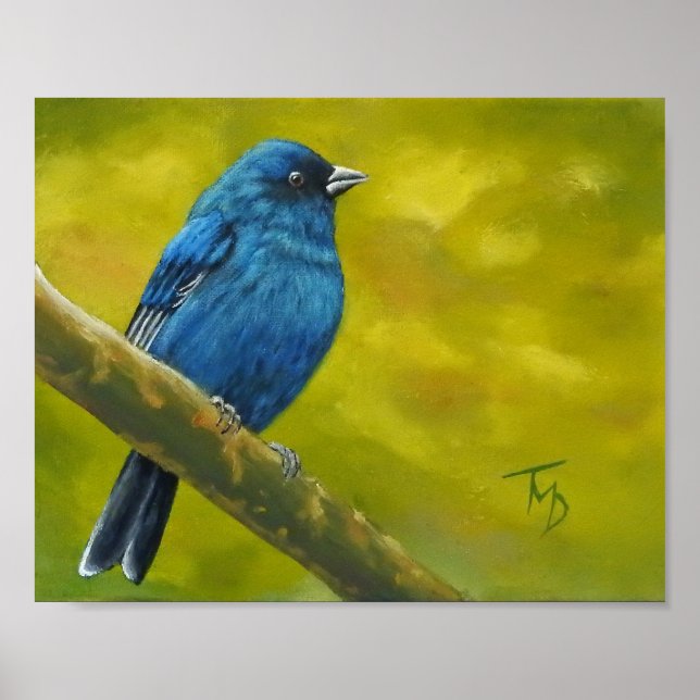 Indigo Bunting - Poster (Frente)