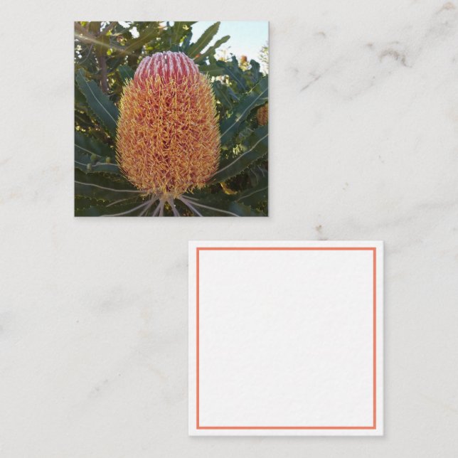 Informações Cartão de abrigo para flores de Banksia (Frente/Verso)