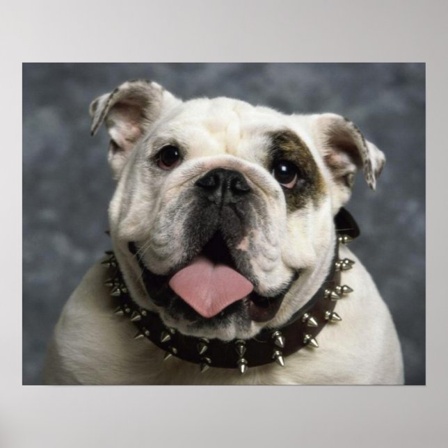 Inglês Bulldog Puppy Dog Portrait Poster (Frente)