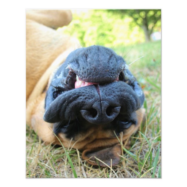 Inglês Mastiff dog sorrindo - foto (Frente)