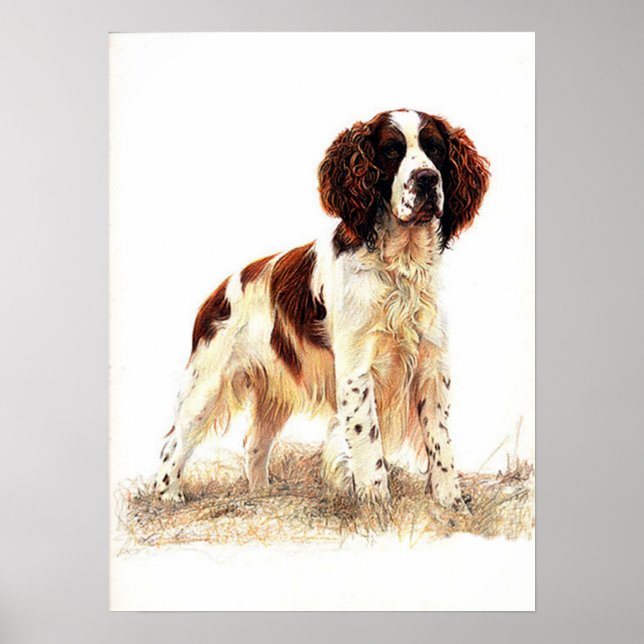 Inglês Springer Spaniel Dog PortraPoster Impressão (Frente)