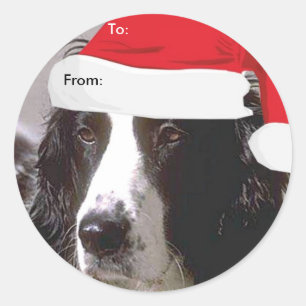 Inglês Springer Spaniel Para/De Adesivos Xmas