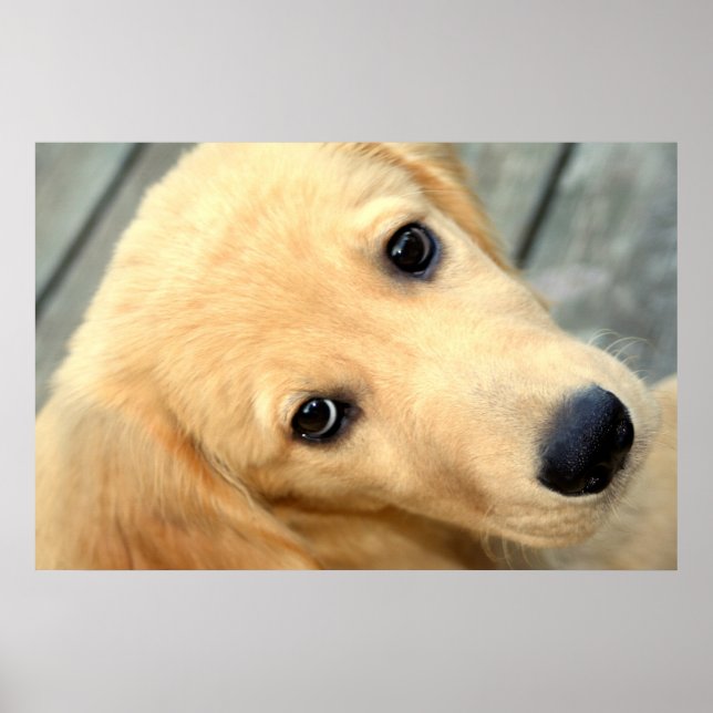 Innocent Abby Poster (Frente)