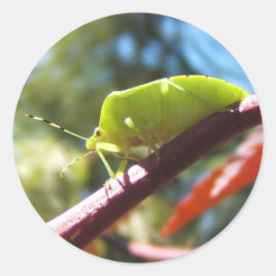 Inseto de rosca 216 ~ adesivo