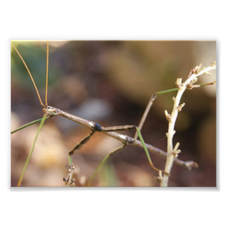 Inseto do Stick Andando 7 x 5 Fotografia