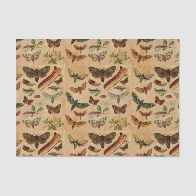 Insetos e borboletas Padrão de papel manchado da V (Frente )