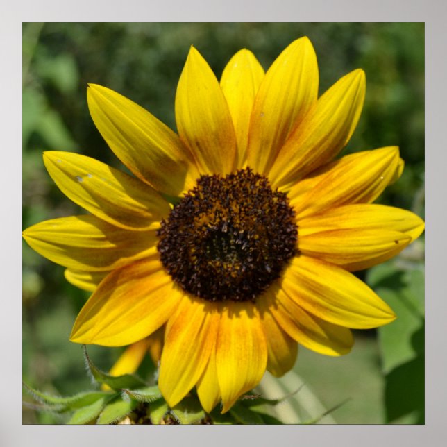Inspire Joy Sunflower Poster (Frente)