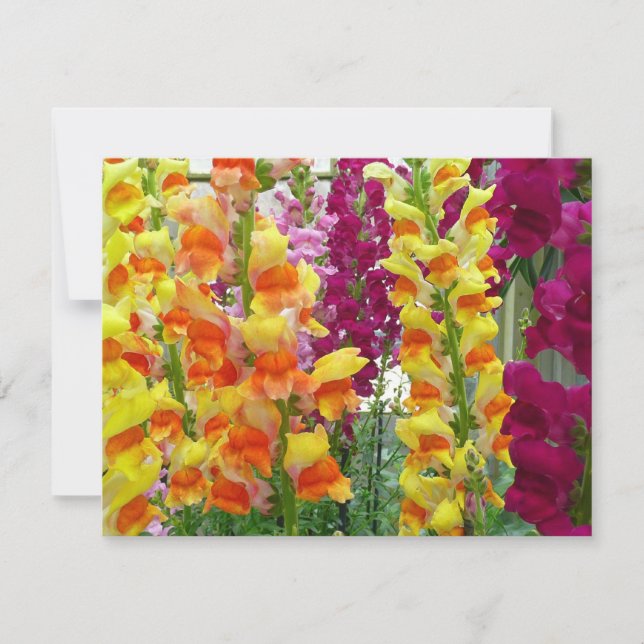 Instantâneos corados (Frente)