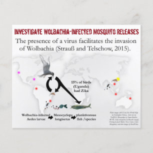 Investigate Wolbachia Flyer de 2 lados por RoseWri