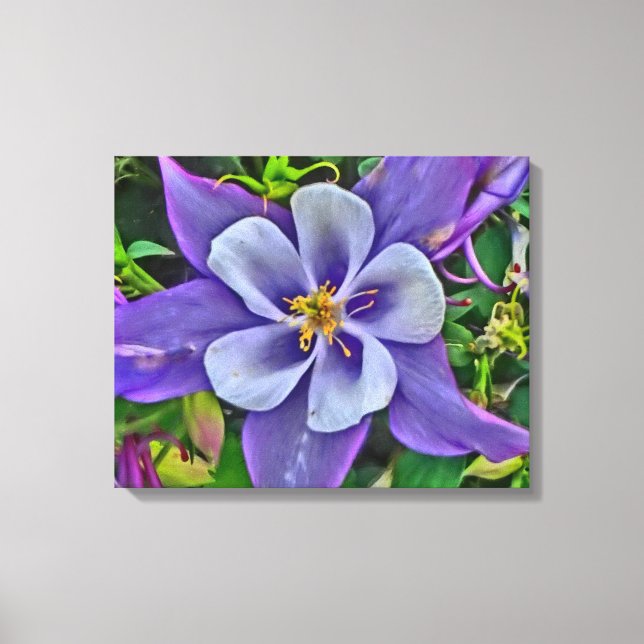Invólucro de canvas de flor de columbina (Frente)