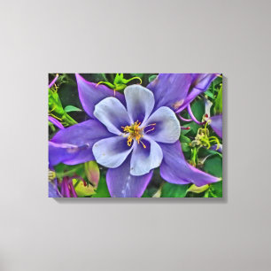 Invólucro de canvas de flor de columbina