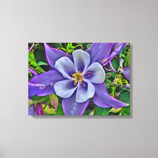 Invólucro de canvas de flor de columbina (Frente)