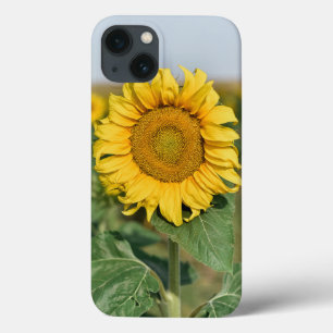 iPhone 13 Caso