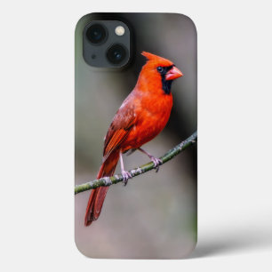 iPhone cardinal 6/6s, capa de telefone resistente