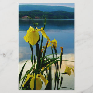Íris Amarelo no Lago Shore