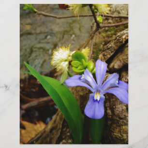 Íris Anã Crestado flor azul roxa branca