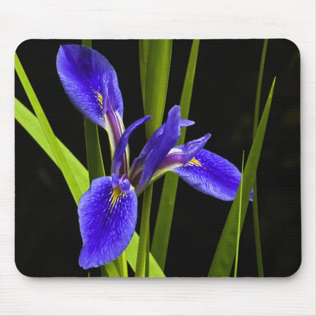 Íris azul Mousepad (Frente)