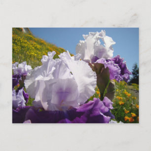 Íris Flor prado cartão postal Roxo Branco Íris
