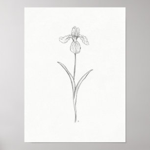 Iris Flower Sketch Impressão