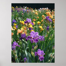 Iris Garden Purple Irises Cottage Poster floral