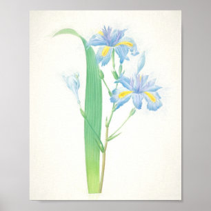 Iris Japonica Art Impressão