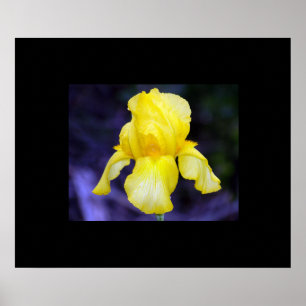 Iris Poster