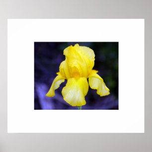 Iris Poster