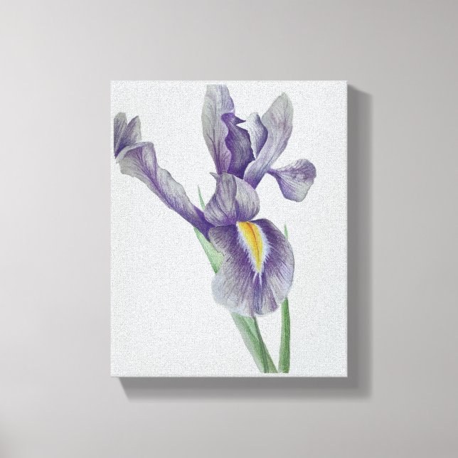 Iris Stretched Canvas Print (Frente)
