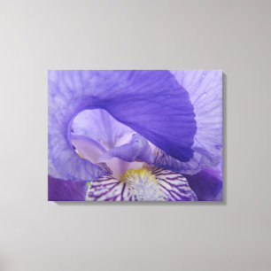 Irisa Flores impressões canvas Roxo Íris