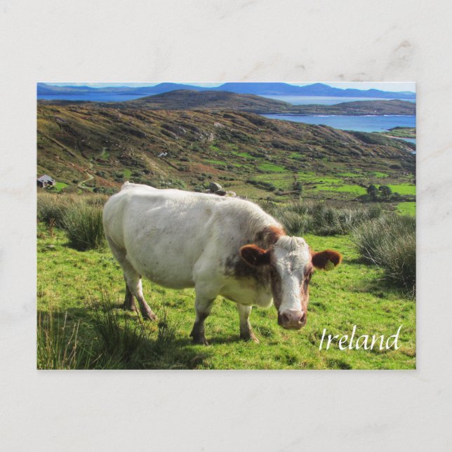 Irish Cow, Anel De Kerry, Irlanda Cartão Postal (Frente)
