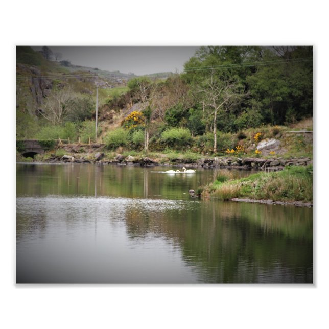 Irlanda, County Cork, Lake, Swans, Fotografia (Frente)