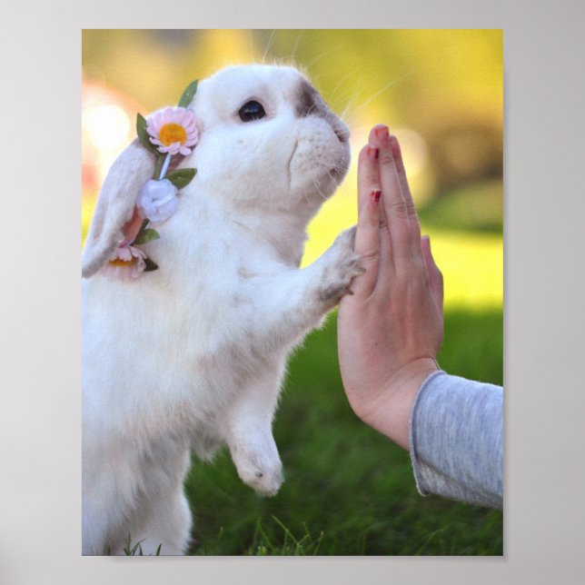 Isenta o coelho poster (Frente)