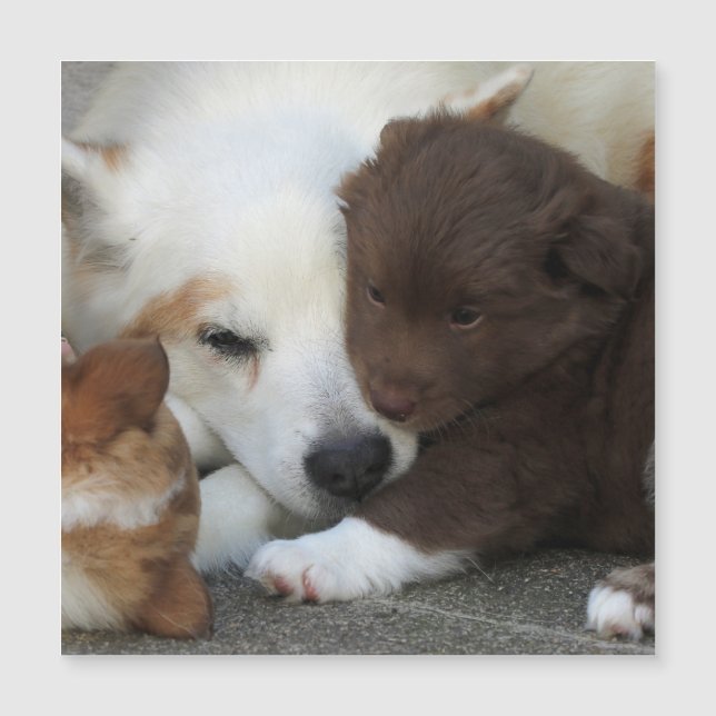 IslandêsSheepdog_20171203_by_JAMFoto (Frente)