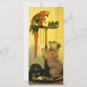 Islay, Tilco, Macaw and Love Birds de Landseer