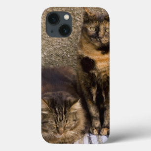 Italia, Cinque Terre, Vernazza. Três gatos ao lad