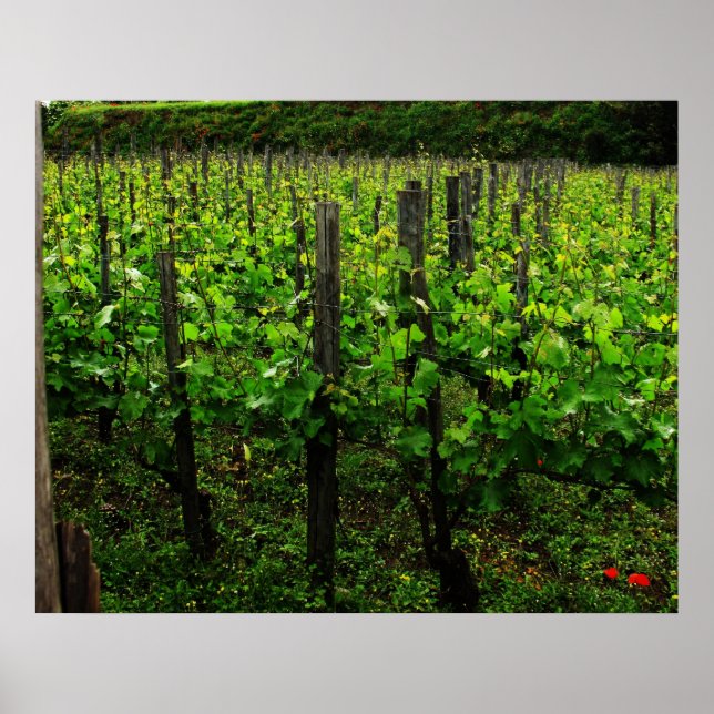 ITALIANO VINEYARD POSTER (Frente)