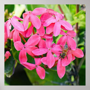 Ixora Plant Poster