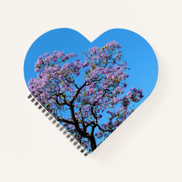 Jacaranda