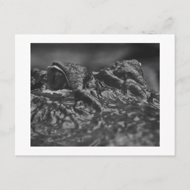 Jacaré americano do CARTÃO - North Carolina (Frente)