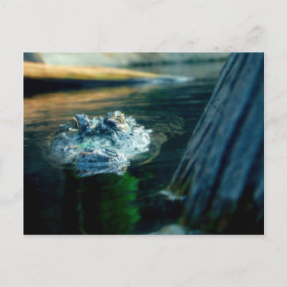 Jacaré americano North Carolina do CARTÃO