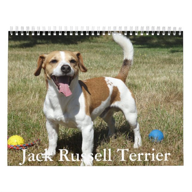 Jack Russell Terrier Calendário (Capa)