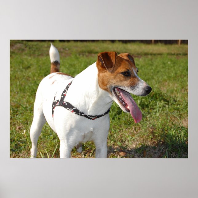 Jack Russell Terrier Poster (Frente)