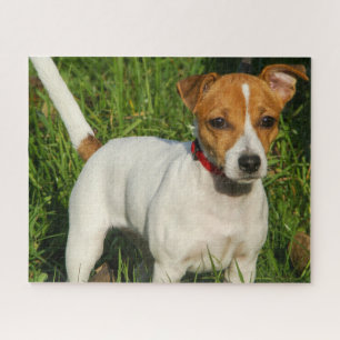 Jack Russell Terrier Puppy Dog Quebra-cabeça