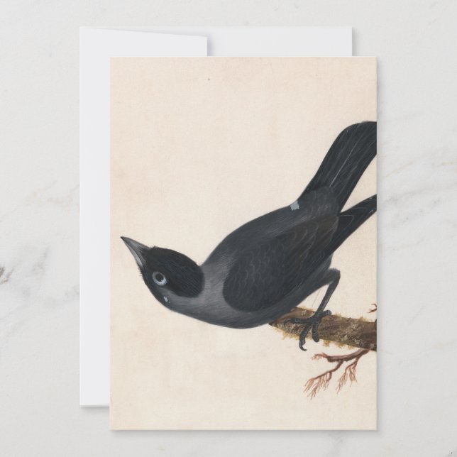 Jackdaw | William Lewin (Frente)