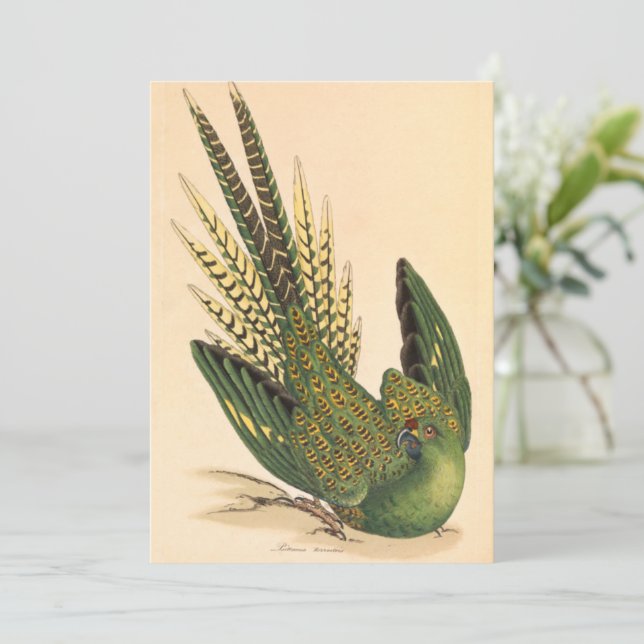 James Sowerby Ground Parrot, Psittacus terrestris (Em pé/Frente)