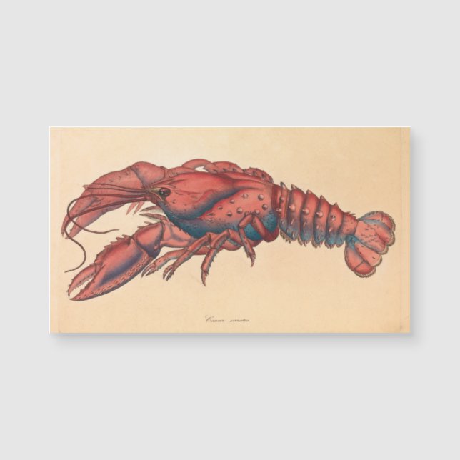 James Sowerby Sernotated Lobster (Frente)