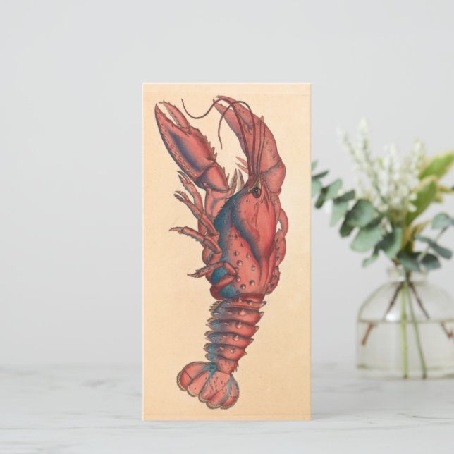 James Sowerby Sernotated Lobster (Em pé/Frente)